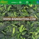 High quality frozen spinach for sale brc