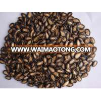 Melon Seeds/ Black Melon Seeds/ Water Melon Seeds